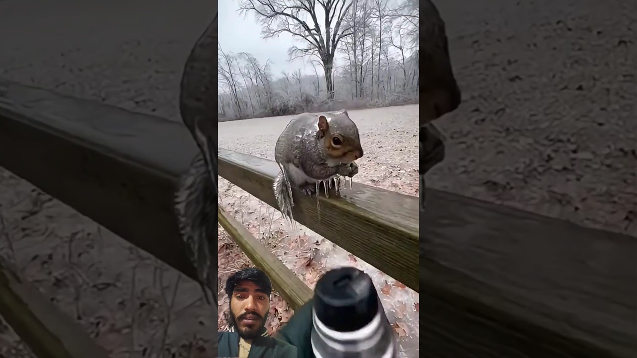 Squirrel Covered in Ice After Freezing Rain... Then This Happens 