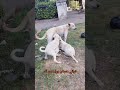 يا أهلا بالمعارك هجوم عنيف عليا Puppy Dogsoftiktok Maadi Paws Cuteanimals كلاب الشارع 