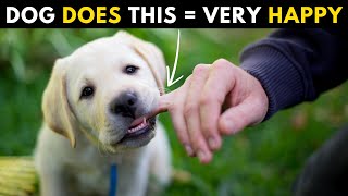 15 Signs of Truly Happy and Healthy Dog ( Scientists Confirm )