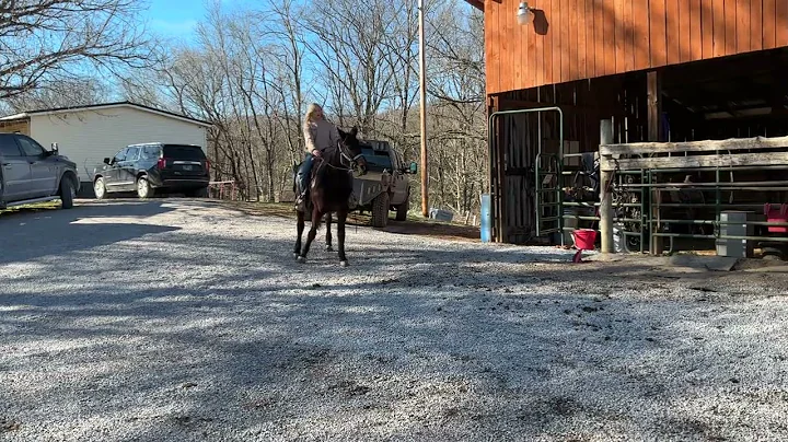 509 standardbred Mare 15.1H branded $850 plus $40 Coggins deadline 12/19/25