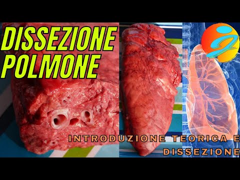 Dissezione polmone [con introduzione teorica e spiegazione]