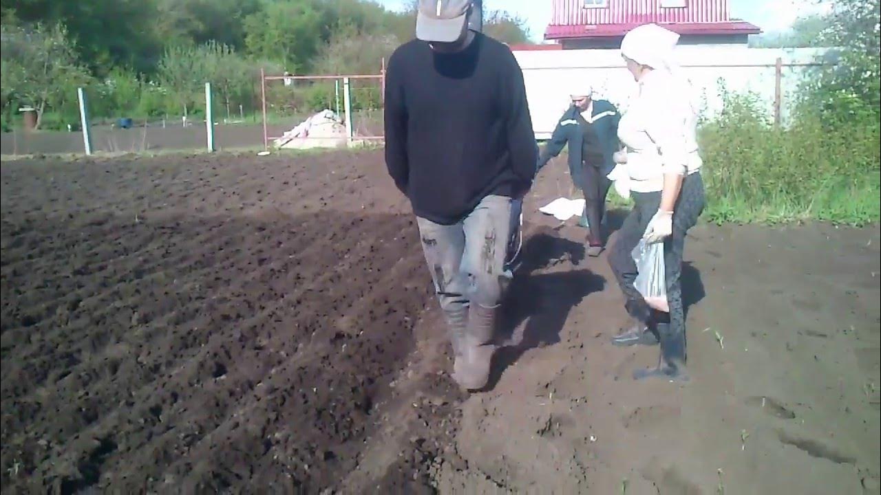 Посадка картофеля под ручной окучник. - YouTube