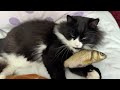 Sleepy Cat and His Fish Friend Sleep Together