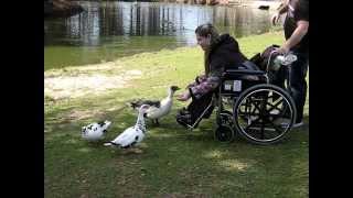 ИЗРАИЛЬ 2014. МЫ КОРМИМ ПТИЦ В ПАРКЕ - ISRAEL 2014. WE feed the birds in the park.