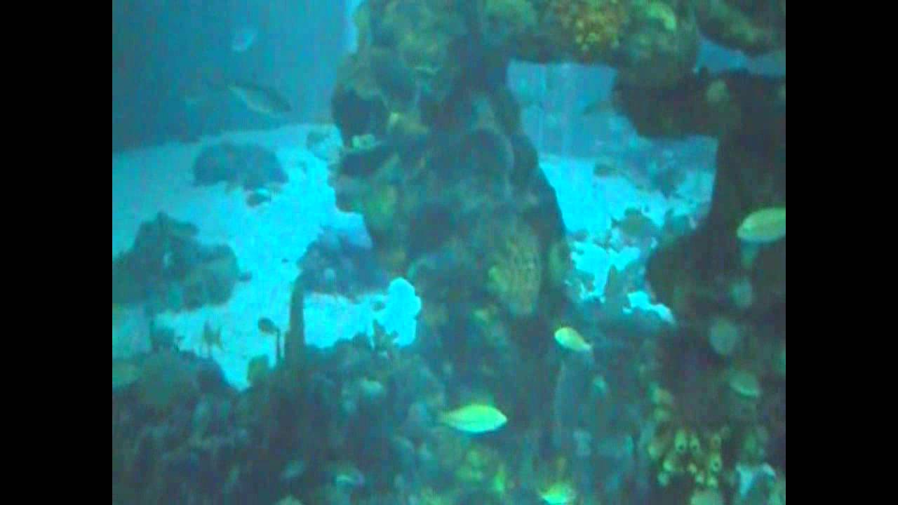 "The Seas" aquariums at Epcot Disney World Orlando, Florida.wmv YouTube