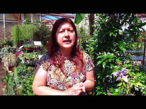 Video: Come piantare clematidi all'aperto per principianti