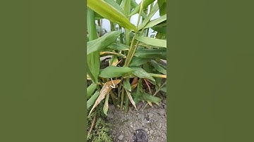 #SHORTS | Khasiat Daun Jahe Untuk Kesehatan