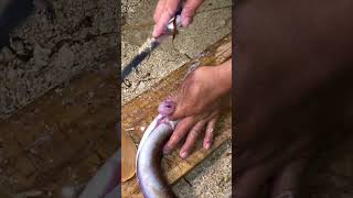 Amazing Eel Cleaning Process | Fresh Catch Preparation #fish #fishingvideo #oceanfishing #viral