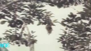 Download Lagu Benyamin S ( Putri Duyung ) Mp3 MP3