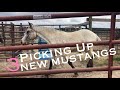 Picking Up 3 New Mustangs!