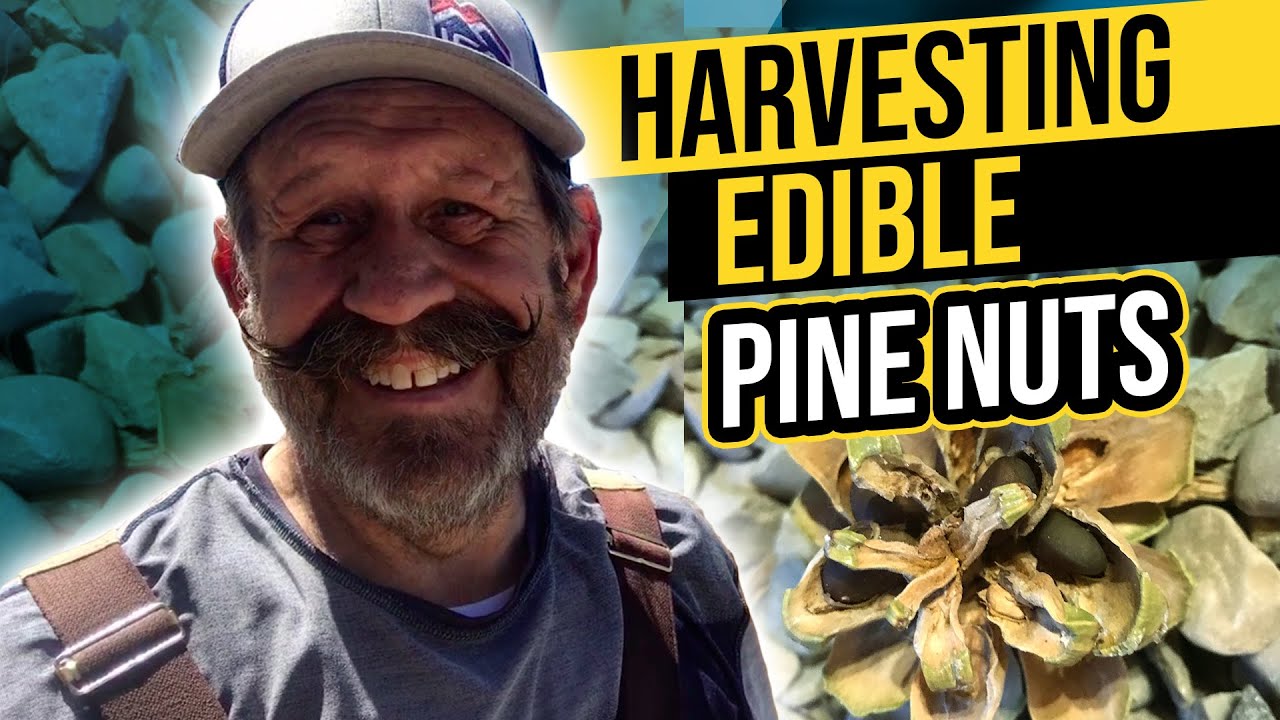 Harvesting Edible Pine Nuts YouTube Harvesting Edible Pine Nuts YouTube