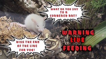 🚨 | Warning |Feeding Frenzy: Reptile Live-feeding My Ball Pythons!