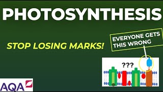 Photosynthesis Explained for AQA A Level | Exam Questions Included