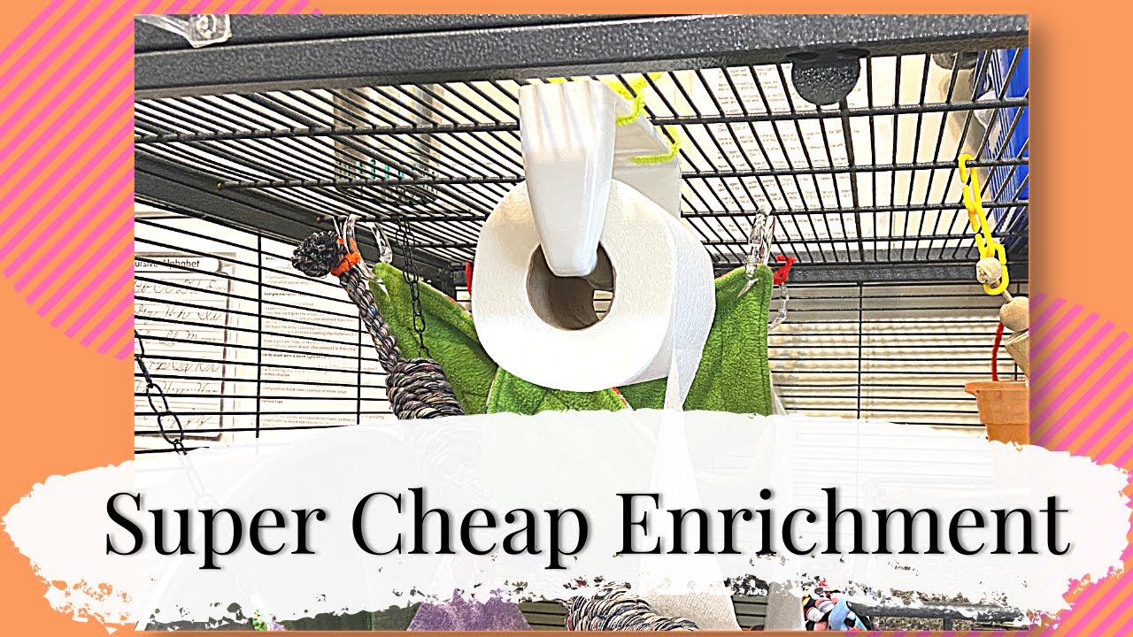 Super Cheap Enrichment for your Rats!