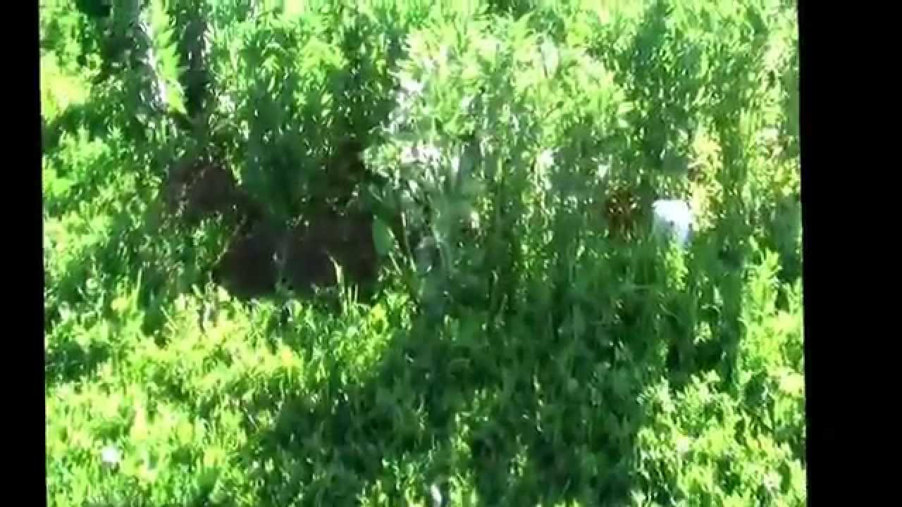 ainzohra ouled taleb ahmed maroc marokko