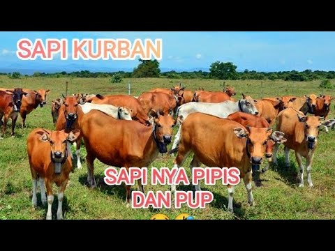 Sapi pipis dan pup😁#sapiqurban #sapilucu #bermain #jalanjalan - YouTube