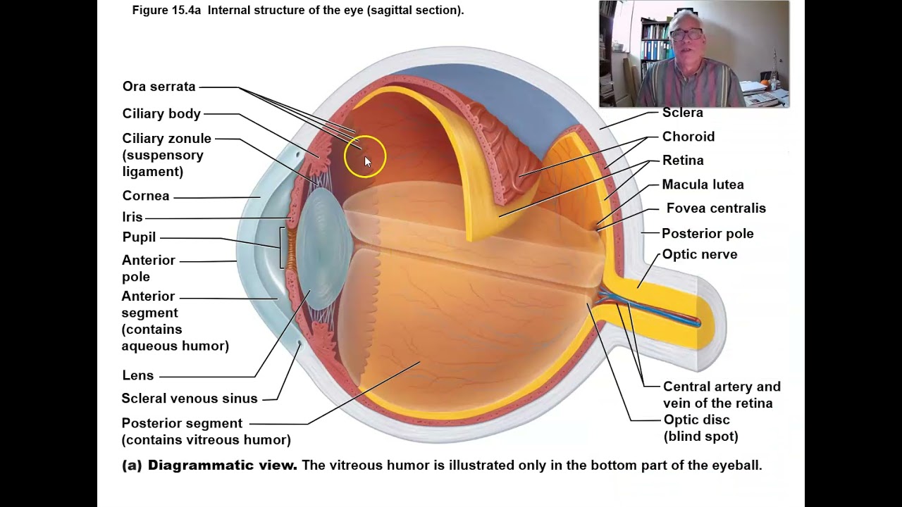 Scleral Venous Sinus 