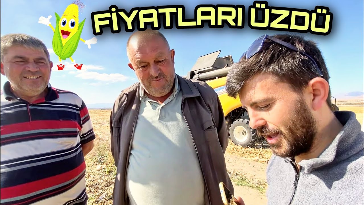 DANELİK MISIR HASATI BAŞLADI. VERİMLER NASIL ? SARI ALTIN DEPOLARA GİRDİ.