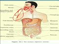 Lecture 4, chapter 6 human digestive system,class10