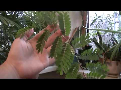 Video: Kaip Auginti Kivį Iš Sėklų
