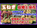 【玉ねぎ収穫後完全ガイド】超簡単で落ちにくい結び方/収穫後にする作業/トウ立ち玉ねぎの原因と対処/タマネギの縛り方・吊るし方/保存方法/早生玉ネギ・ソニック/べと病/家庭菜園/【概要欄にもくじ有】