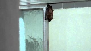 A Bat