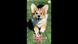 【盲目で難聴のコーギー】に、飼い主さんの愛情が伝わった瞬間…♡ #Shorts