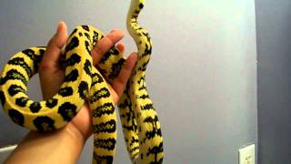 Famous Riddler in Living Color! Profile