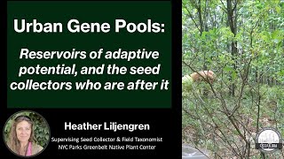Urban Genetic Pools: Reservoirs of Adaptive Potential and the Seed Collectors Who are After It