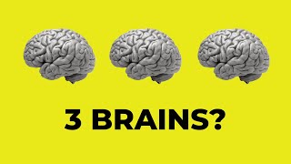 Famous Did you know you have three brains? | Mental Wealth with Dr. Shimi Kang MD Wealth