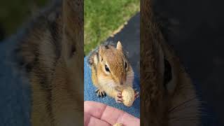 Boomer Comes Running Again When I Call