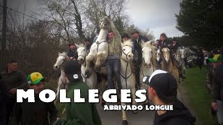 MOLLEGES Abrivado Longue 25-02-2024 🐴