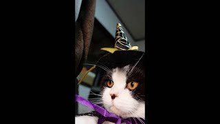 猫にハロウィンコスチュームを着せてみた#Shorts