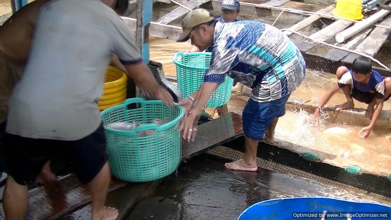 Fish Farming in Vietnam Transported Live to Market YouTube