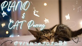 🐾 Cat purring sound and piano 🐾 Passive music therapy improves insomnia, reduces anxiety and stress by ドクターねむねむねこ 37 views 13 days ago 12 hours