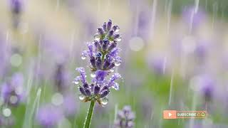 EMERALD SKY  Soothing Piano Music for Focus