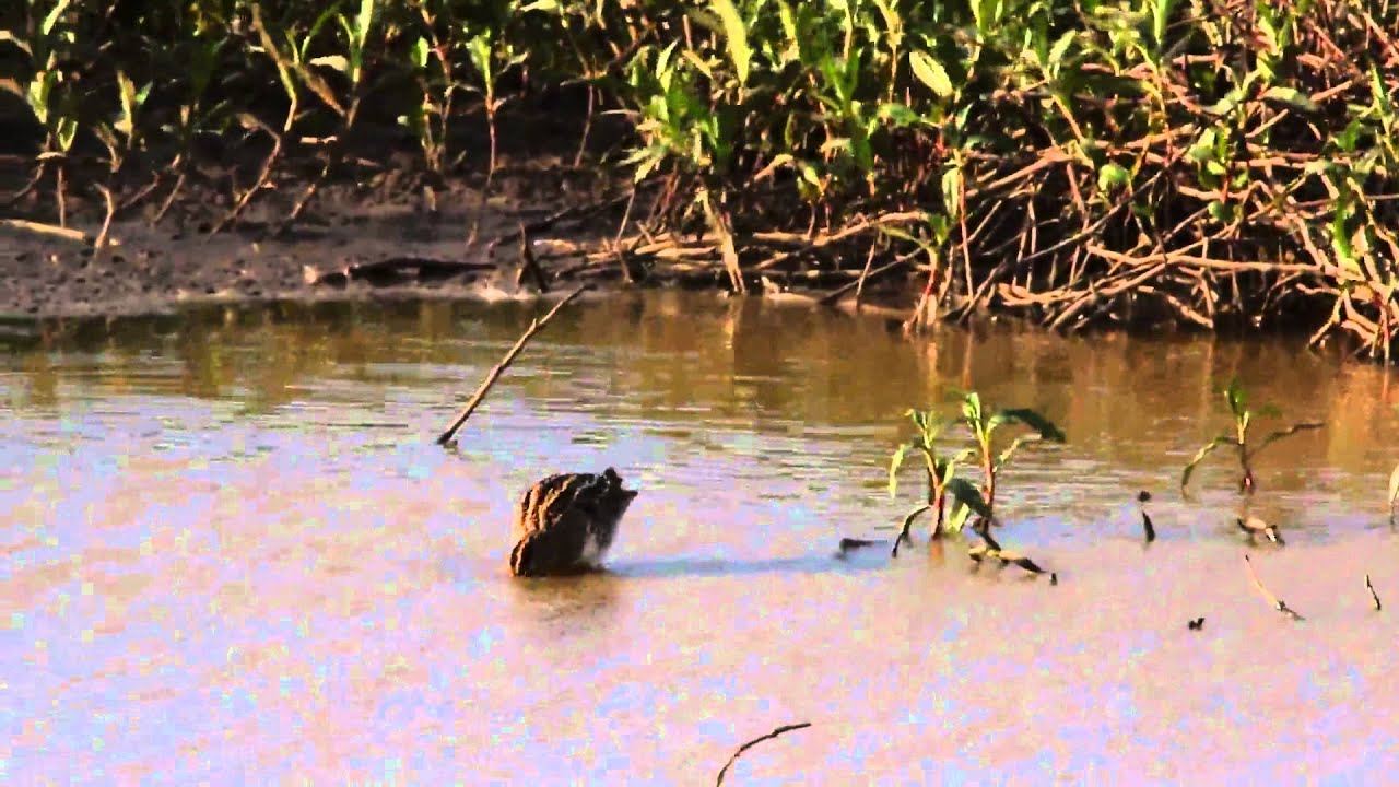 camera iphone 8 plus apk African Snipe
