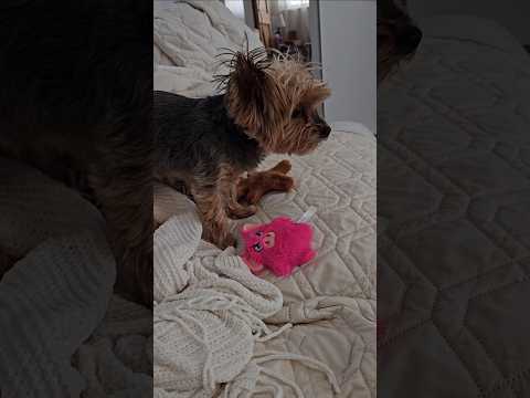 Yorkie goes crazy over toy