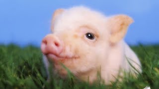 🥰 Cute and Funny 😁 Videos with Pigs 🐷 Compilation 😍 Милые и Смешные 😆 Свинки 🐽 Подборка