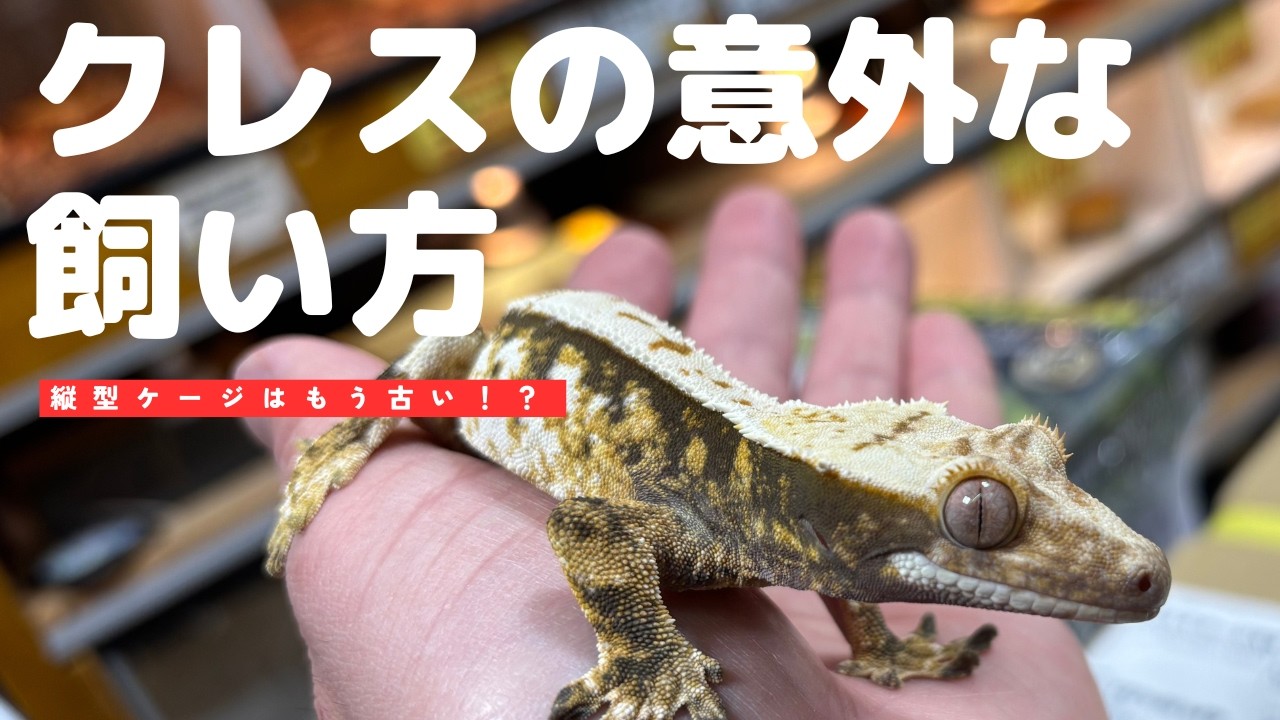 飼育解説】クレステッドゲッコーの意外な飼育方法について紹介してみ