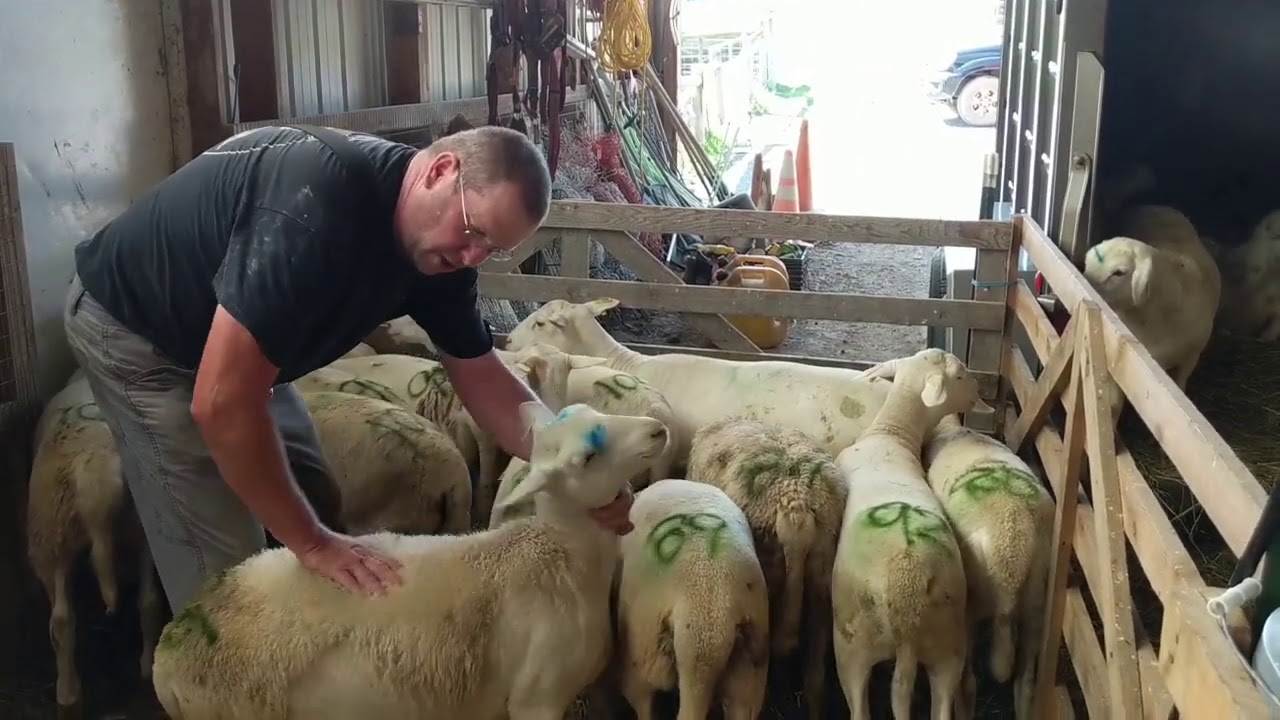 How To Assess A Market Lamb's Fat Cover YouTube