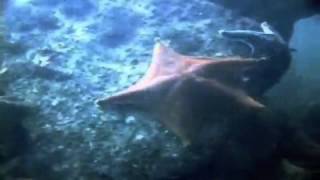 Echinoderms   Sea Star Time lapse
