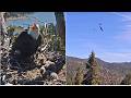 RAVENS IN HOT PURSUIT CHASE JACKIE!  ⚔️  ⚔️ SHADOW FLIES TO NEST ALERTING! Big Bear FOBBVCAM 4.21.26