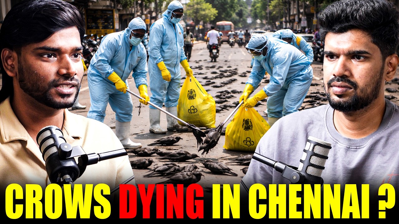 Crows Dying in Chennai: What We Know About the H5N1 Bird Flu Scare ...