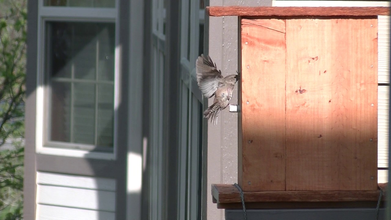 Bird House in Balcony Part 1, May 24, 2020 YouTube