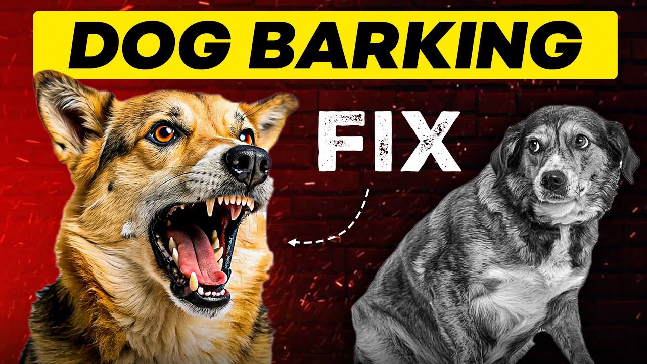 How To Stop Dog Barking At Other Dogs