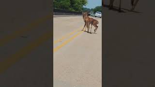 Deer jumps off bridge after flood waters push them with nowhere to go