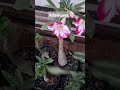 #adenium #garden #flowers #plants