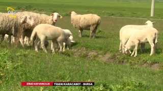 ZİRAİ HAYVANCILIK - MERİNOS KOYUNU