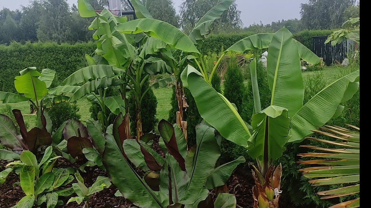Na ratunek Musa Basjoo 🙆 oraz jak podrosły banany w ogrodzie 💪👍